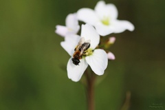 Andrena bicolor