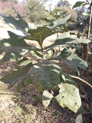 Verbesina fastigiata