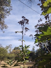 Verbesina fastigiata