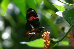 Heliconius telesiphe