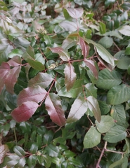 Berberis aquifolium