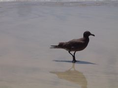 Leucophaeus fuliginosus