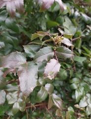 Berberis aquifolium