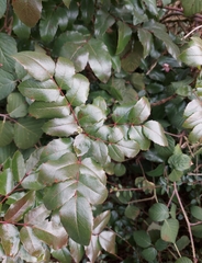 Berberis aquifolium