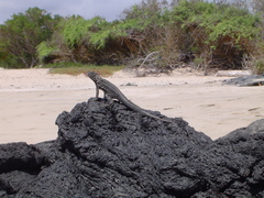 Microlophus albemarlensis