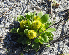 Polygala nana