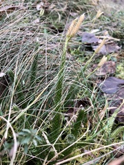 Lycopodium clavatum