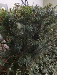 Taxus baccata