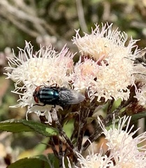 Cochliomyia