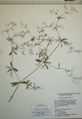Galium sylvaticum