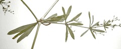 Galium sylvaticum