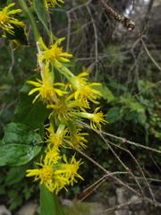 Solidago macrophylla