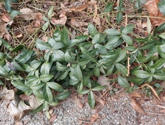 Vinca minor