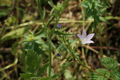 Campanula rapunculus