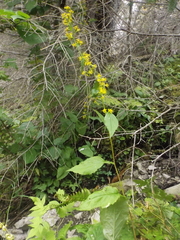 Solidago macrophylla