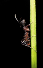 Dolichoderus