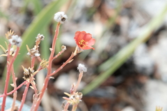Portulaca grandiflora