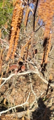 Alnus serrulata