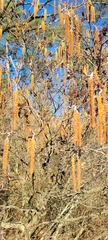Alnus serrulata