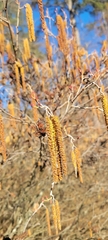 Alnus serrulata