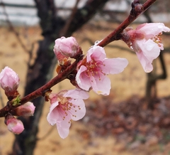 Prunus mume