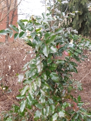 Berberis aquifolium