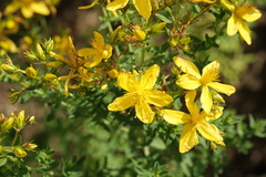 Hypericum perfoliatum