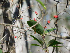 Smilax walteri