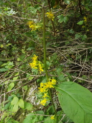 Solidago macrophylla