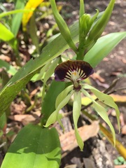 Prosthechea cochleata