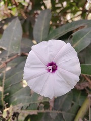 Ipomoea sagittifolia