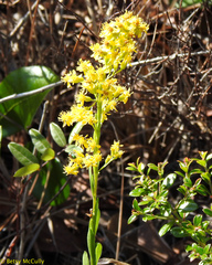 Solidago virgata