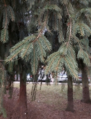 Picea abies