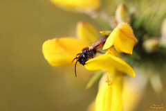 Andrena rosae