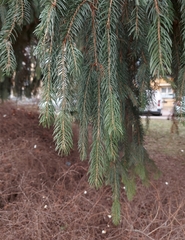 Picea abies