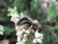Xylocopa cantabrita