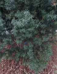 Taxus baccata