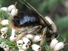 Xylocopa cantabrita