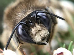 Xylocopa cantabrita