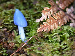 Entoloma hochstetteri