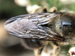 Xylocopa cantabrita
