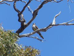 Anthochaera paradoxa