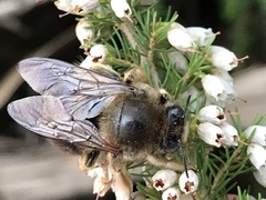 Xylocopa cantabrita