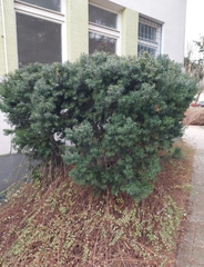 Taxus baccata