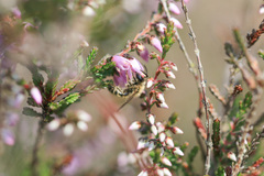 Andrena fuscipes