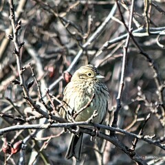 Emberiza