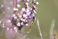 Andrena fuscipes