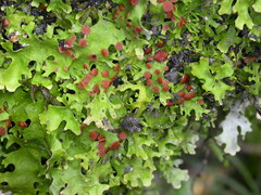 Pseudocyphellaria homoeophylla