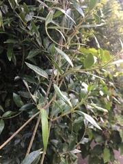 Parsonsia heterophylla