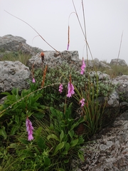 Dierama formosum